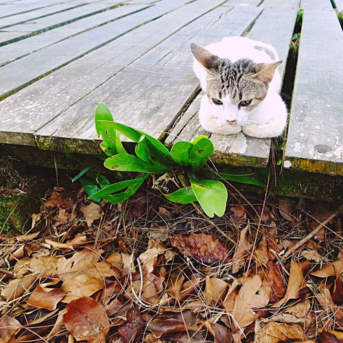 Close-up of cat