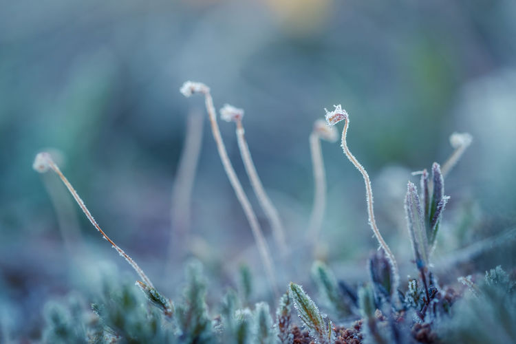 A beautiful closeup of a frosty moss in morning wetlands. swamp flora with ice crystals.