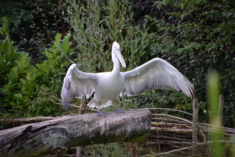 White bird perching on a land