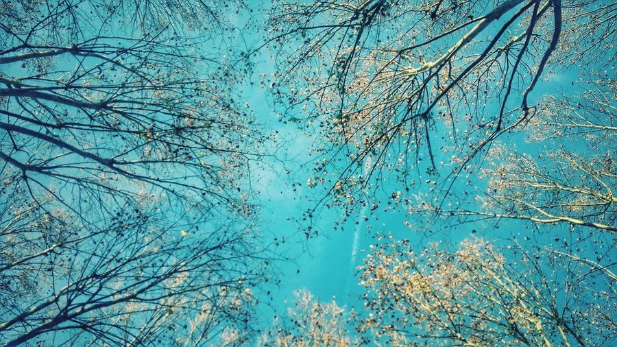 Low angle view of trees against blue sky