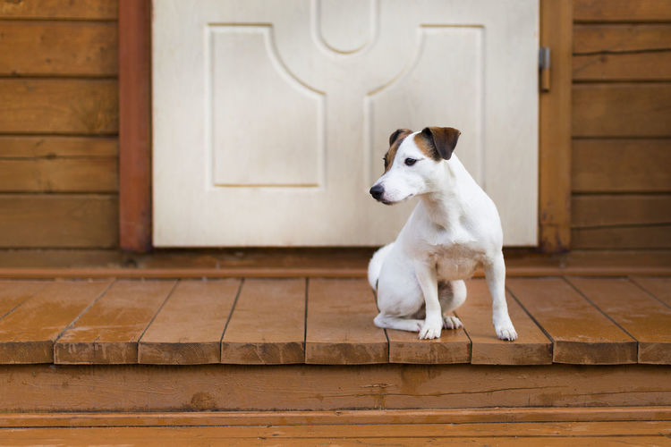 White dog sitting on wooden door