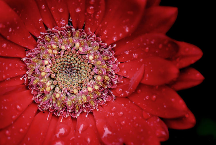 Close-up of wet red flower