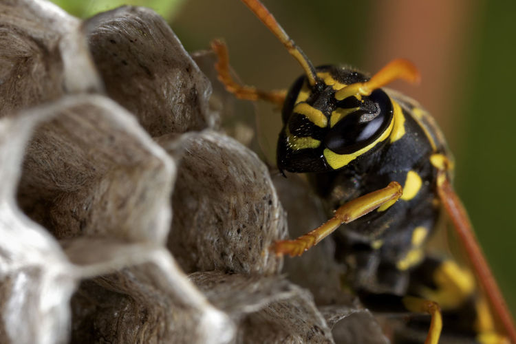 Paper wasp building the nest