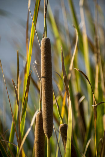 Close-up of bamboo plant on field