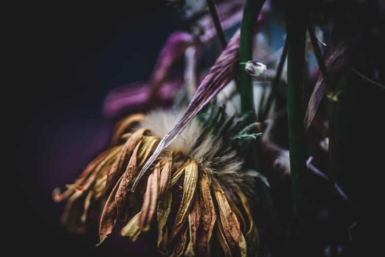 Close-up of dried flowers at night