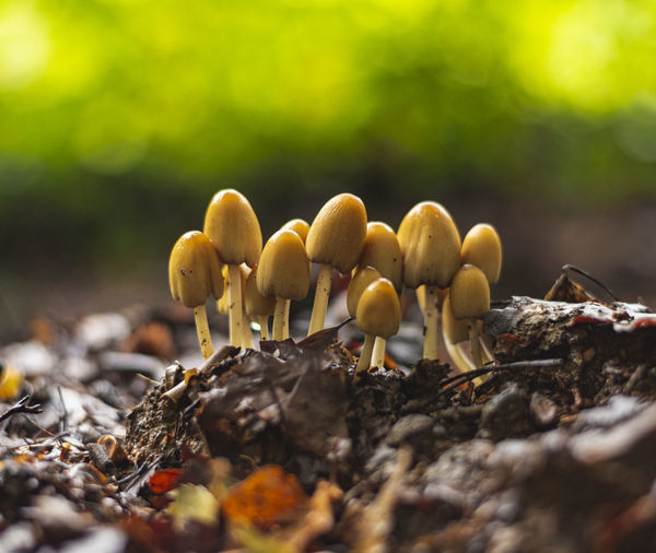 Coprinus micaceus mushrooms growing in the group on forest floor in early autumn