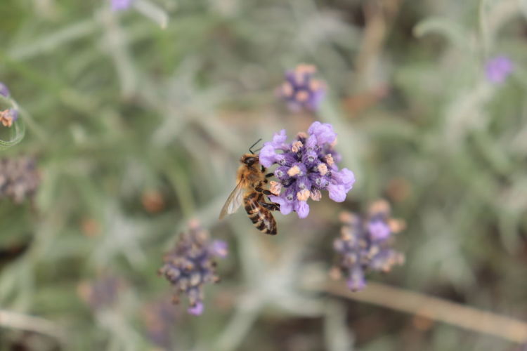 Close-up of bee pollinating on lavender