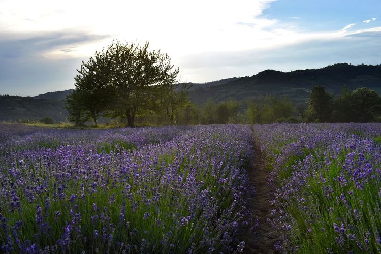 Scenic view of flowering plants on field against sky