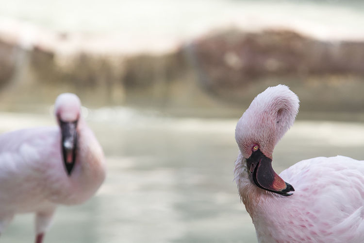 Flamingoes at riverbank
