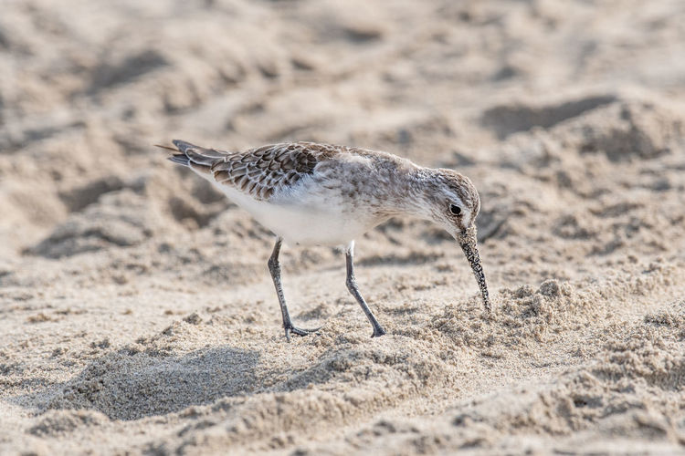 Side view of a bird on sand
