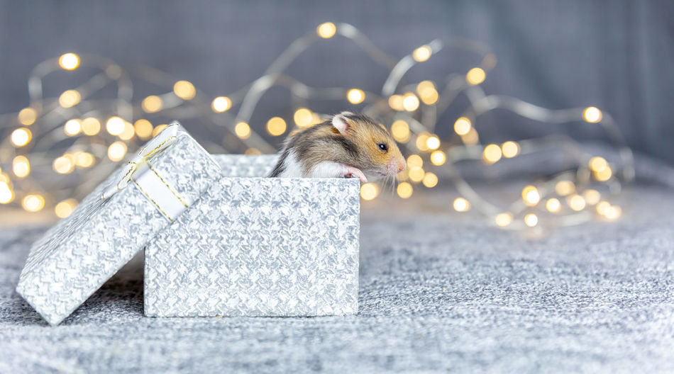 A baby hamster crawls out of a silver gift box on a gray background with gold bokeh. 
