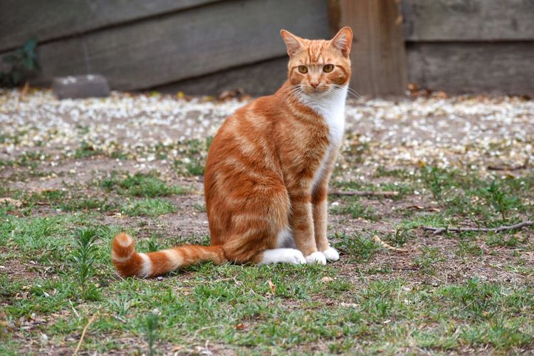 Ginger cat looking away