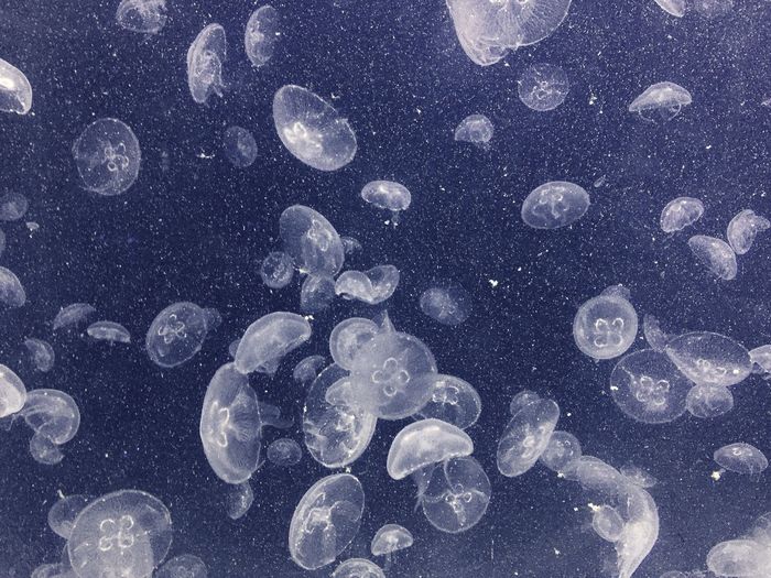 Jellyfishes swimming in sea