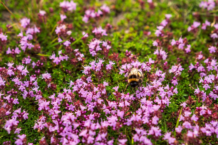 Bee pollinating on purple flowering plant