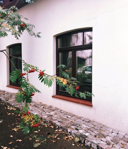 Potted plants against house