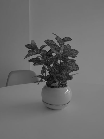 Close-up of potted plant on table at home