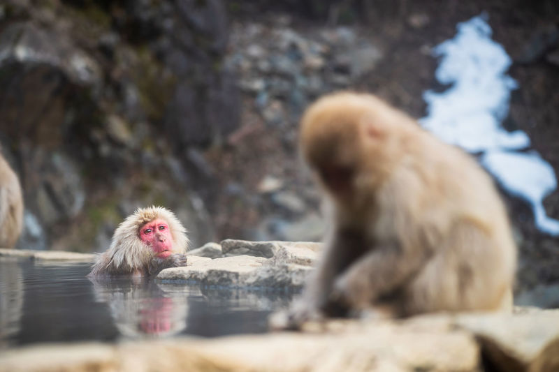 Japanese snow monkey macaque bathing on hot spring in jigokudani park, yamanouchi