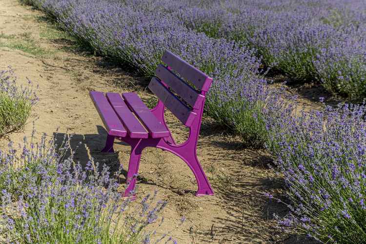 Chairs and purple flowering plants on field