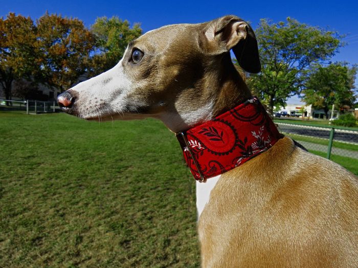 Close-up of a italian greyhound dog on field