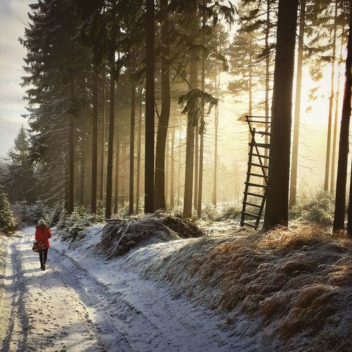 Rear view of man on snow covered trees in forest