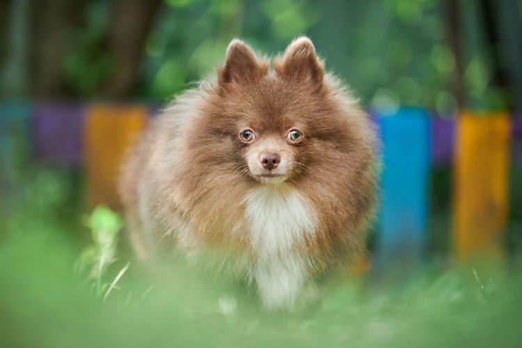 Pomeranian spitz dog in garden. cute brown pomeranian puppy on walk. family spitz pom dog
