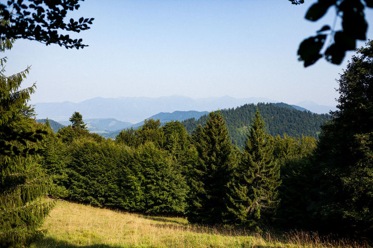 Scenic view of forest against clear sky