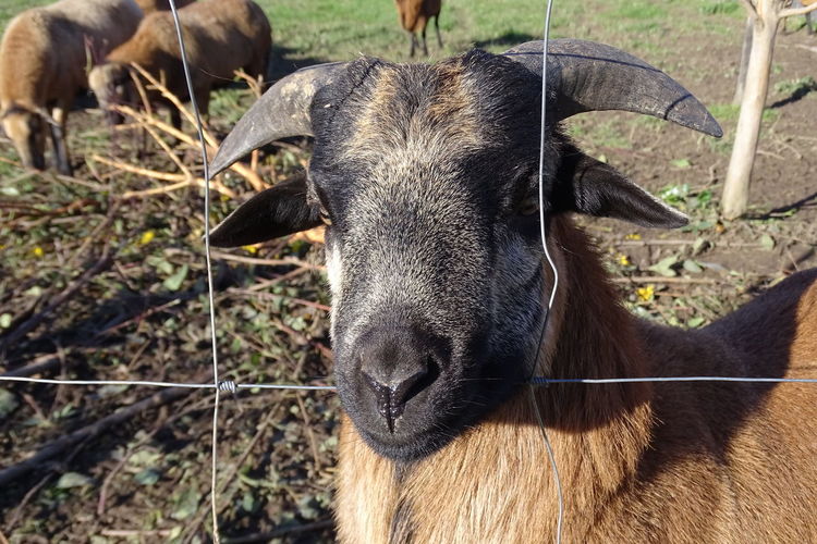 Close-up of goat in field