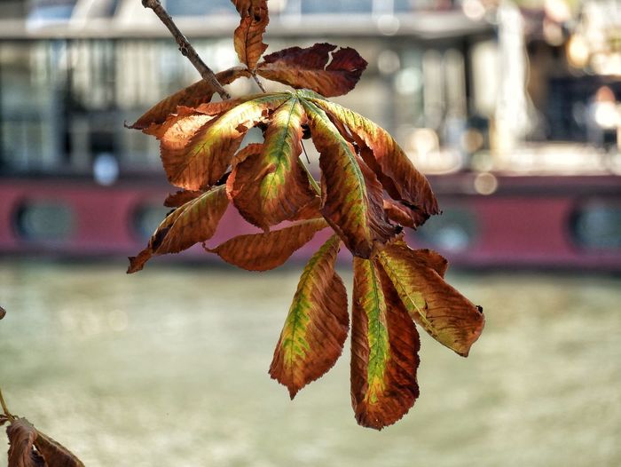 Close-up of wilted plant