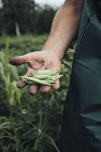 Gardener holding beans in garden