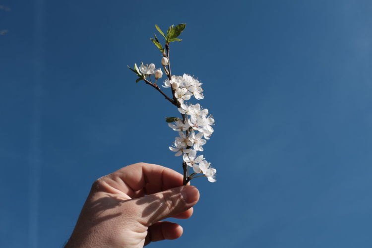 Cropped hand of white cherry blossoms blooming against blue sky