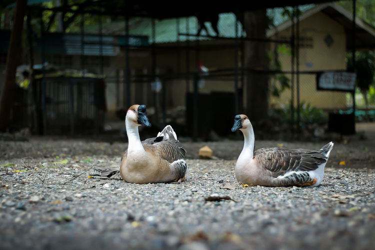 Geese couple