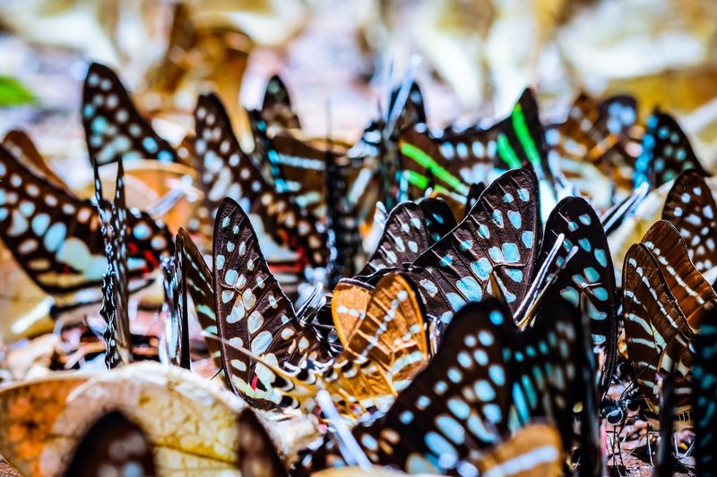 Close-up of butterflies