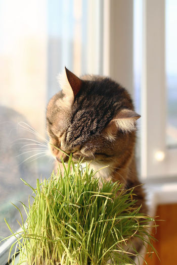 Adorable tabby cat with green eyes is sitting near to window and eating pet grass.