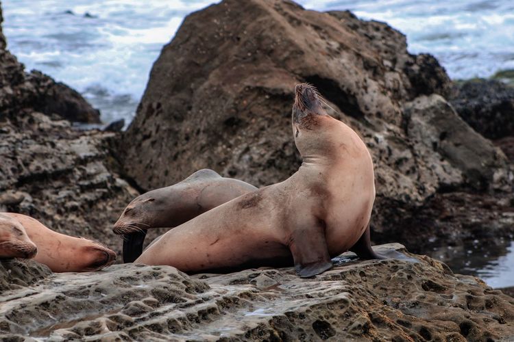 Sea lions sunning
