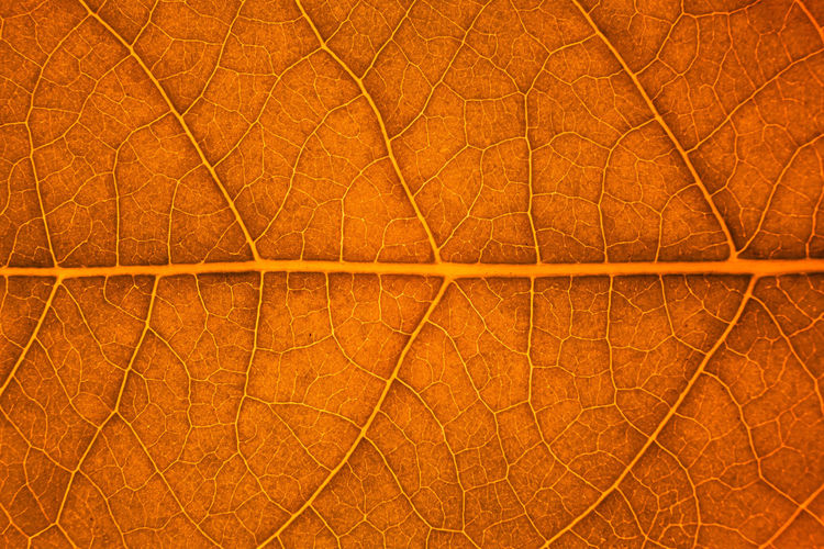Full frame shot of orange leaf during autumn