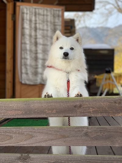 Portrait of white dog on wooden bench