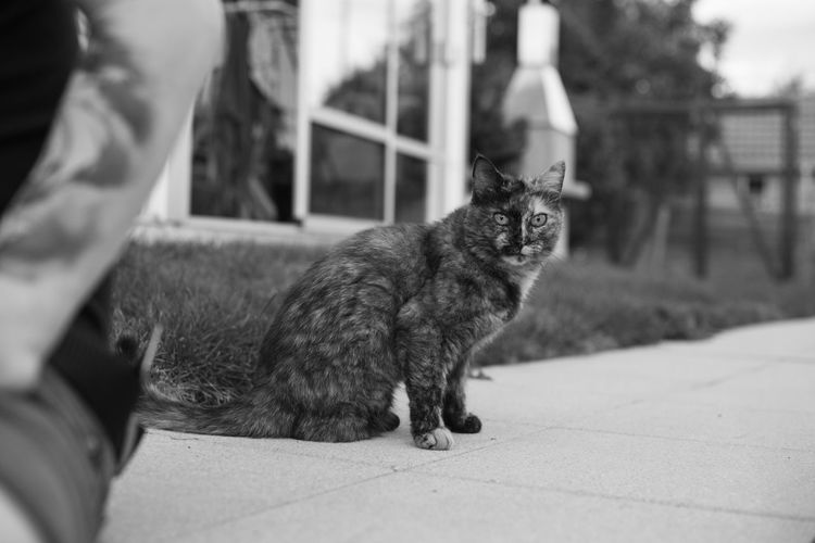 Close-up of cat sitting outdoors