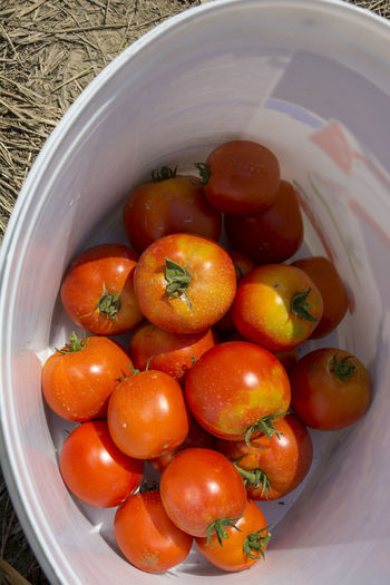 Beautiful, fresh, freshly picked home-grown tomatoes in a bucket are waiting to be sold.