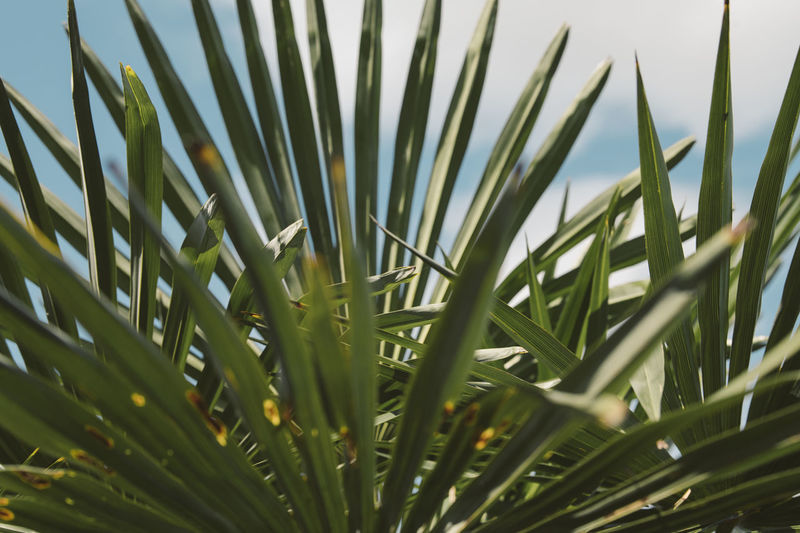 Close-up of palm leaf
