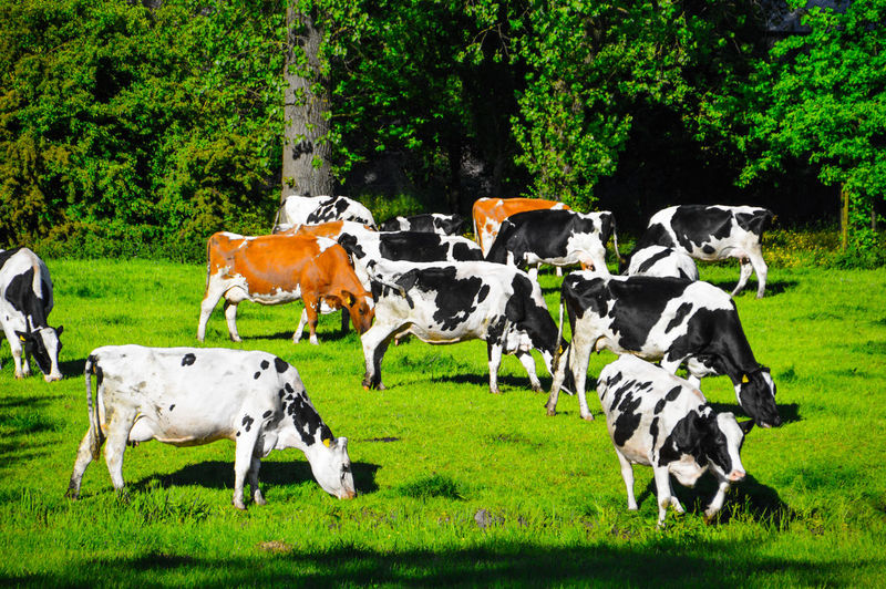 Cows in park
