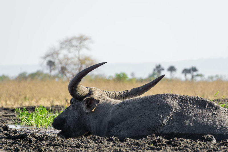 Buffalo in mud