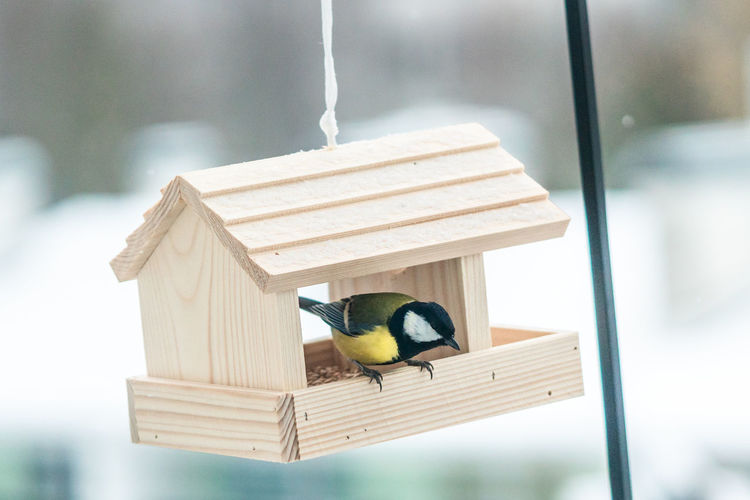 Close-up of a great tit perching on a bird feeder