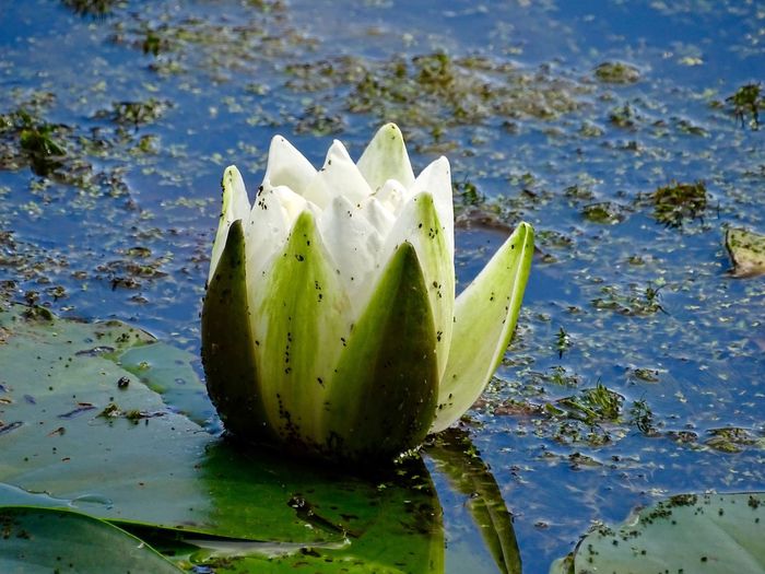 Close-up of lotus leaf floating on water