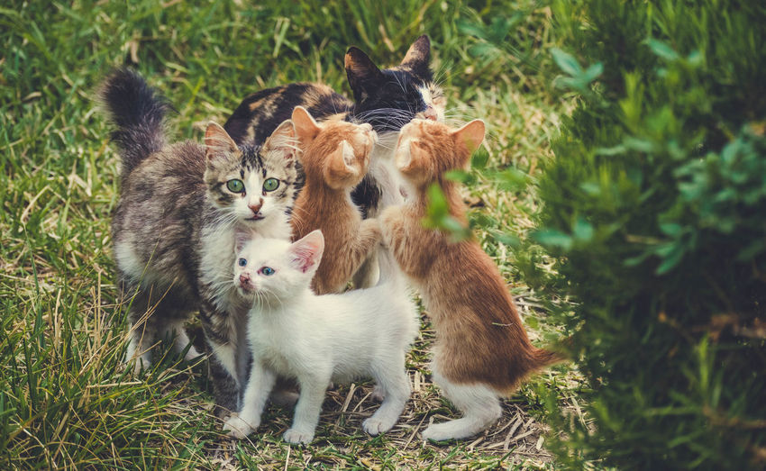 View of kittens on field
