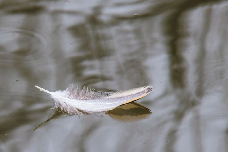 High angle view of feather floating on water