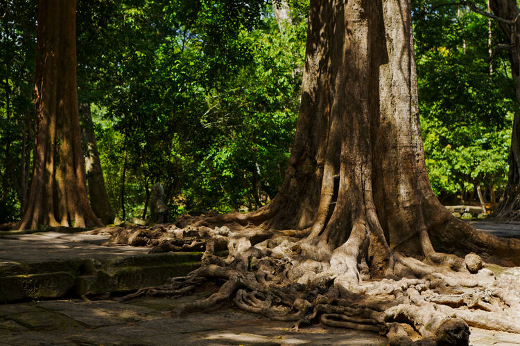Trees growing in forest