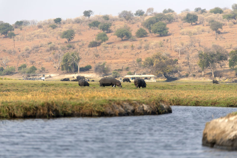 View of hippos on field