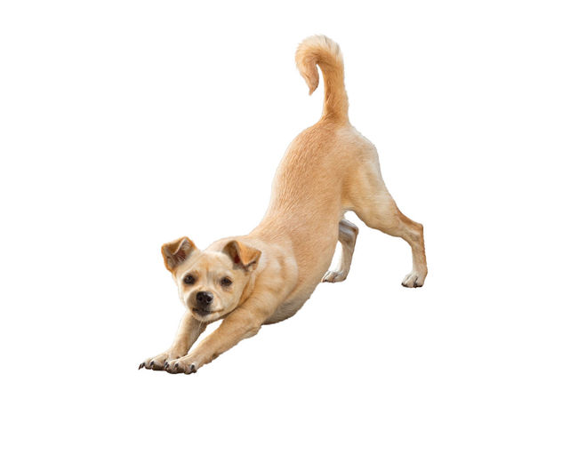 Portrait of a dog running on white background