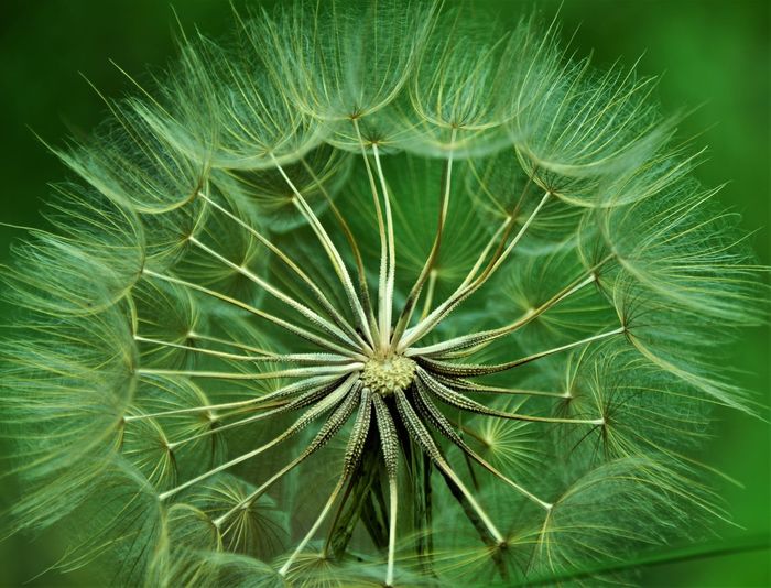 Close-up of dandelion on green leaf