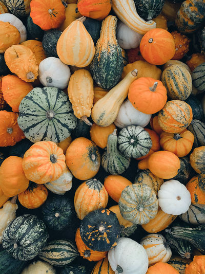 Close up of colorful pumpkins. autumn harvest, raw and fresh farm vegetables